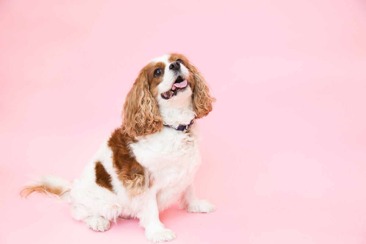 My dog has bad breath 🦷